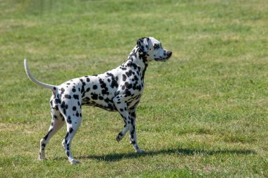 Baharda açık havada koşan Dalmaçyalı bir köpek. Seçici odak