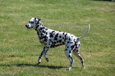 Baharda açık havada koşan Dalmaçyalı bir köpek. Seçici odak