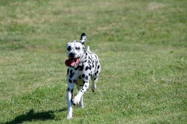 Baharda açık havada koşan Dalmaçyalı bir köpek. Seçici odak