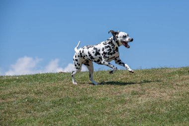 Baharda açık havada koşan Dalmaçyalı bir köpek. Seçici odak
