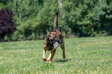 Belçika Çoban Köpeği 'ni açık havada çalıştırın. Köpeğe odaklan.