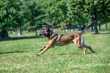 Belçika Çoban Köpeği 'ni açık havada çalıştırın. Köpeğe odaklan.