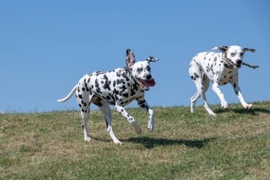 Baharda açık havada koşan Dalmaçyalı bir köpek. Seçici odak