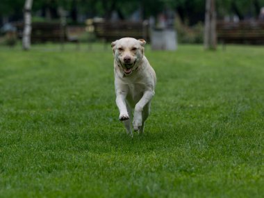 Labrador retriever parkta çalıştıran. Seçici odak