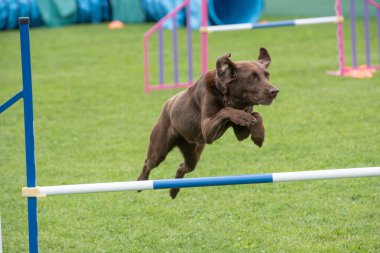Safkan Labrador av köpeği çeviklik yarışmasında engellerin üzerinden atlıyor