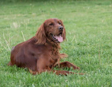 İrlanda setter köpeği portresi. Köpeğe odaklan.