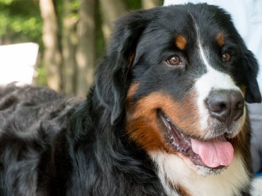 Bouvier Bernese dağ köpeği portre açık havada