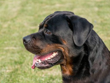 Safkan Rottweiler köpeği yaz günü çim çayırında doğada. Köpeğe odaklan