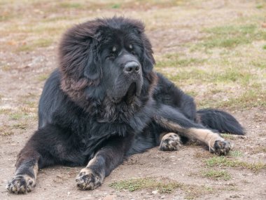 Tibetli Mastiff Dog 'un parkın dışındaki yakın görüntüsü. Seçici odak