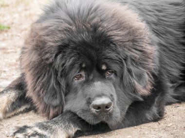 Tibetli Mastiff Dog 'un parkın dışındaki yakın görüntüsü. Seçici odak