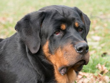 Yeşil çimlerin üzerinde Rottweiler köpeği. Köpeğe odaklan.