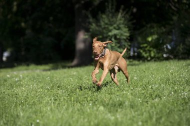 Bir Macar Vizsla köpek park portresi