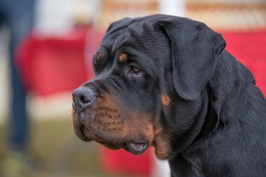 Odalarını-yukarı Rottweiler .selective odak kafa vurdu