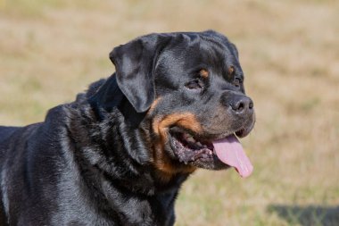Safkan Rottweiler köpeği yaz günü çim çayırında doğada. Köpeğe odaklan