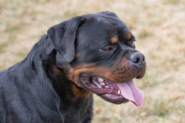 Safkan Rottweiler köpeği yaz günü çim çayırında doğada. Köpeğe odaklan