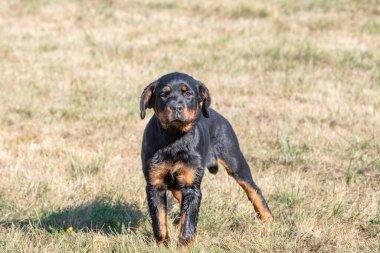 Safkan Rottweiler köpeği yaz günü çim çayırında doğada. Köpeğe odaklan