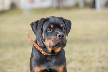 Rottweiler 'ın kafasından. Köpeğe odaklan.