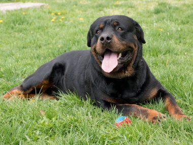 Rottweiler 'ın kafasından. Köpeğe odaklan.
