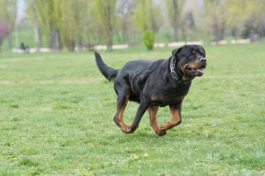 Rottweiler çimenlerin üzerinde çalışan. Seçici odak köpek
