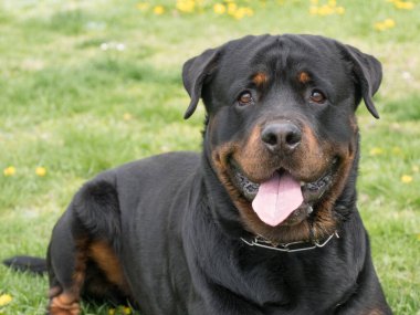 Rottweiler 'ın kafasından. Köpeğe odaklan.