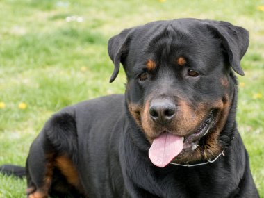 Rottweiler 'ın kafasından. Köpeğe odaklan.