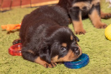 Şirin safkan Rottweiler köpeği. Bir aylık.