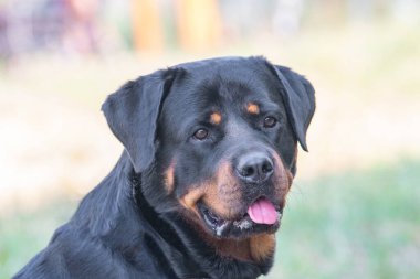 Safkan Rottweiler köpeği yaz günü çim çayırında doğada. Köpeğe odaklan