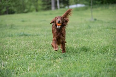 İrlanda setter tarla boyunca koşar. Seçmeli olarak köpeğe odaklan.