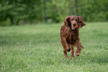 İrlanda setter tarla boyunca koşar. Seçmeli olarak köpeğe odaklan.
