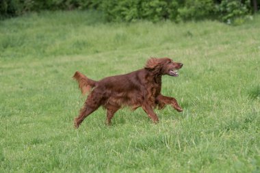 İrlanda setter tarla boyunca koşar. Seçmeli olarak köpeğe odaklan.