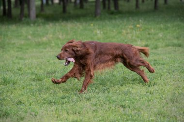 İrlanda setter tarla boyunca koşar. Seçmeli olarak köpeğe odaklan.