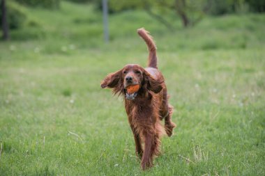 İrlanda setter tarla boyunca koşar. Seçmeli olarak köpeğe odaklan.