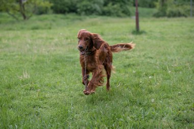 İrlanda setter tarla boyunca koşar. Seçmeli olarak köpeğe odaklan.