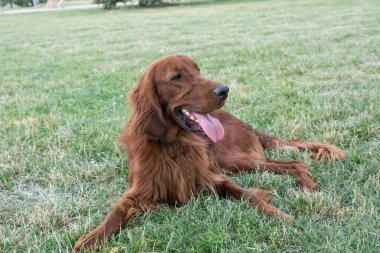 parkta çim üzerinde duran kırmızı İrlandalı kanepe