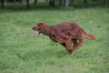 İrlanda setter tarla boyunca koşar. Seçmeli olarak köpeğe odaklan.
