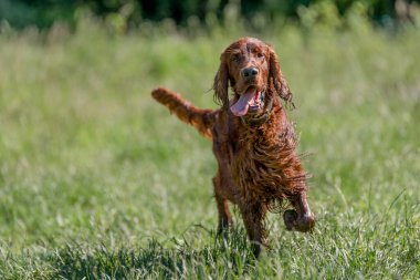 Kırmızı İrlandalı Setter çalıştıran, köpek seçici odak