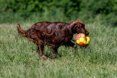 Kırmızı İrlandalı Setter çalıştıran, köpek seçici odak