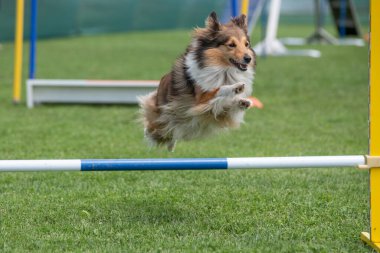 Safkan Shetland Çoban Köpeği Sheltie çeviklik yarışmasında engellerin üzerinden atlıyor.