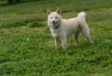 Shiba Inu neşeli bir ifade ile seyir 
