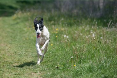 Taigan, Doğu Sighthounds ailesinin bir üyesidir. Tayvan çok nadir bulunan bir köpek cinsidir, dünya çapında birkaç yüz kadar olduğu bildirildi. Köpeğe odaklan.