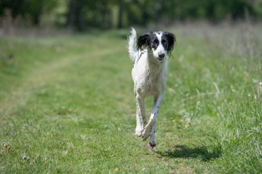 Taigan, Doğu Sighthounds ailesinin bir üyesidir. Tayvan çok nadir bulunan bir köpek cinsidir, dünya çapında yaklaşık 300 tane olduğu bildirildi. Köpeğe odaklan.