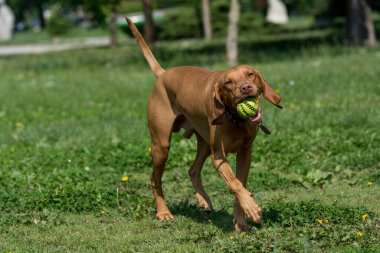 Macar Vizsla köpek top yeşil çimenlerin üzerinde oynamak. Seçici odak
