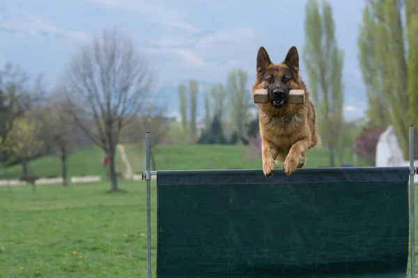 Alman çoban köpeği çeviklik yarışmasında, bar atlayışında. Engellerin üzerinden atlayan gururlu köpek. Köpeğe odaklan.