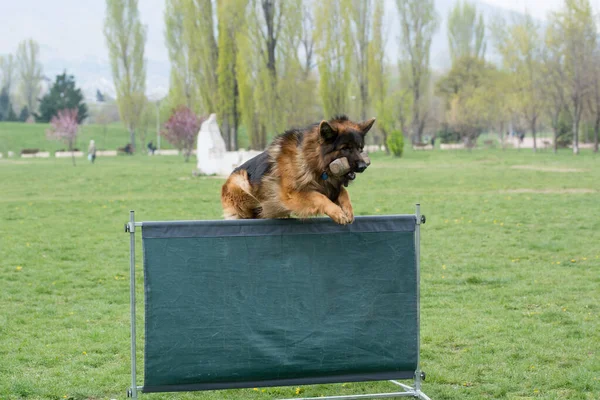 German Shepherd Agility Competition Bar Jump Proud Dog Jumping Obstacle — стоковое фото