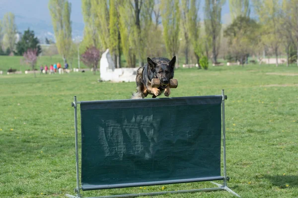 German Shepherd Agility Competition Bar Jump Proud Dog Jumping Obstacle — 图库照片