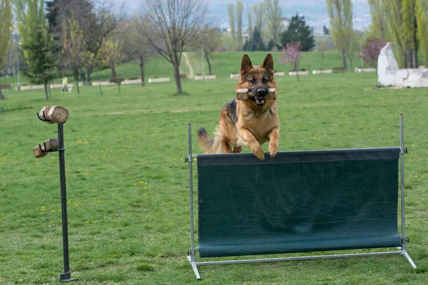 German Shepherd Agility Competition Bar Jump Proud Dog Jumping Obstacle — стоковое фото