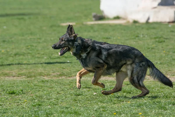 Německý Ovčák Projíždějící Trávou Selektivní Zaměření Psa — Stock fotografie
