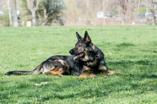 緑の草の上に座っているドイツの羊飼い 犬に焦点を当てます — ストック写真