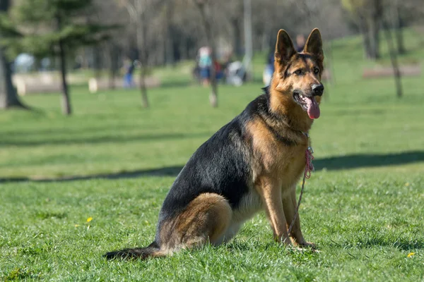 Alman Kurdu Yeşil Çimlerin Üzerinde Oturuyor Köpeğe Odaklan — Stok fotoğraf