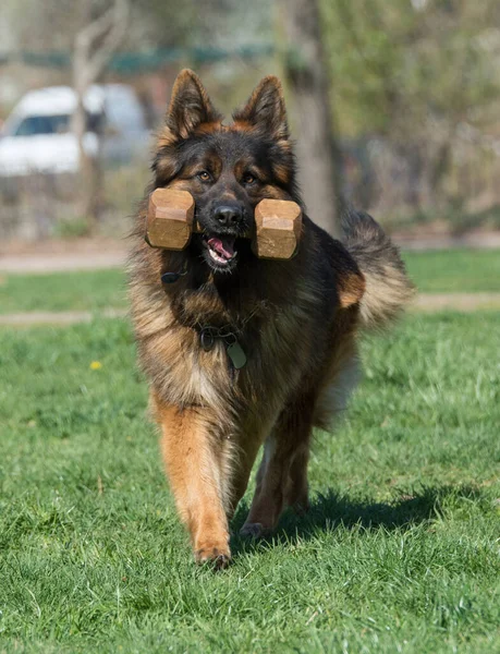 Çimenlerde koşan Alman çoban köpeği. Köpeğe odaklan.